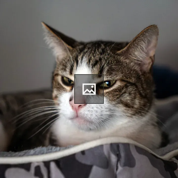 Tabby cat resting close-up