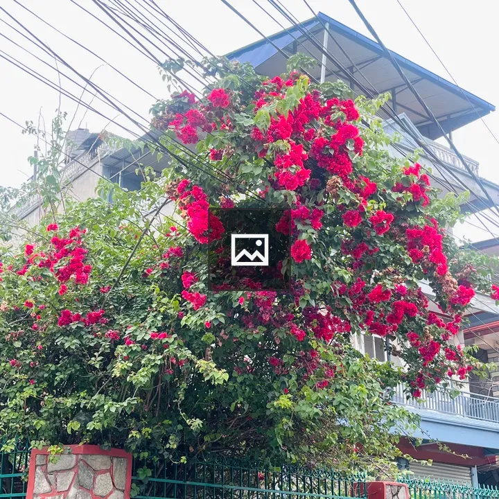 Bougainvillea over stone wall