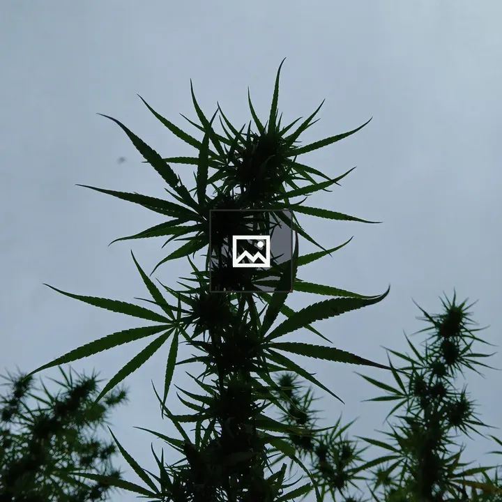 Silhouette Cannabis Plants Against Sky