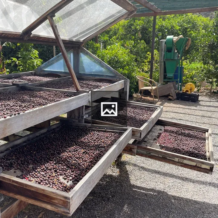 Coffee cherries drying in sun