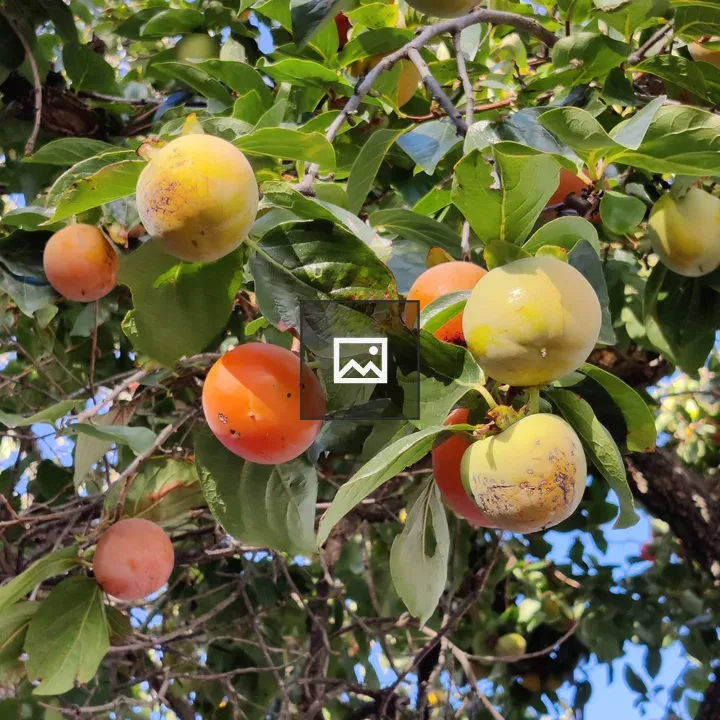 Rosewood fruit on a tree