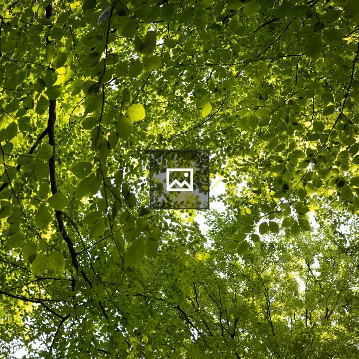 Sun Through the Canopy