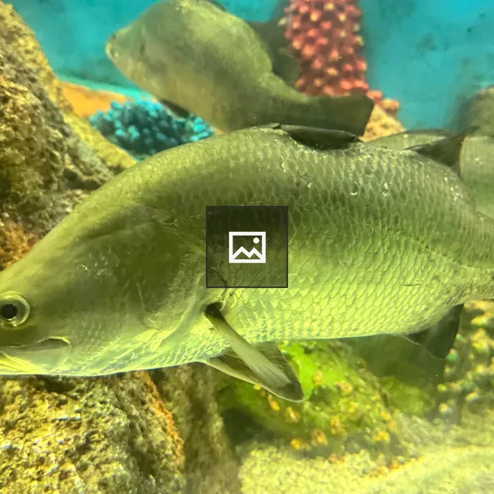 Silver fish swimming by rocks