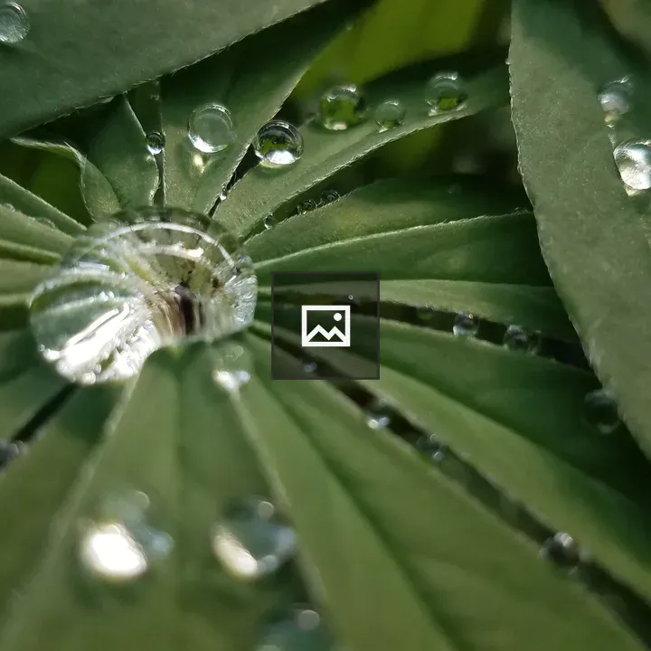 Water droplets on green leaves