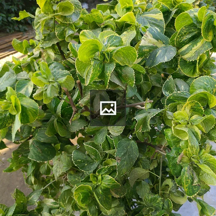 Close-up Plant with Variegated Leaves