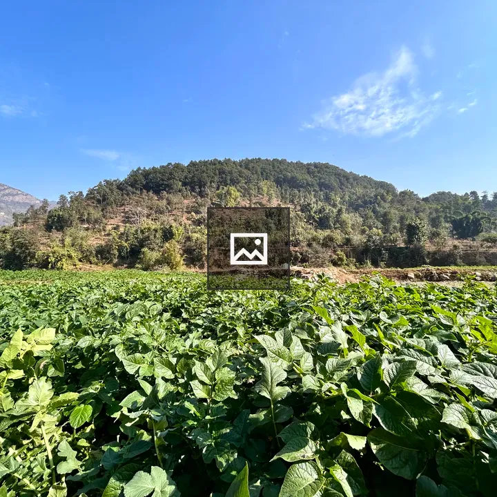 Potato fields with jungle view