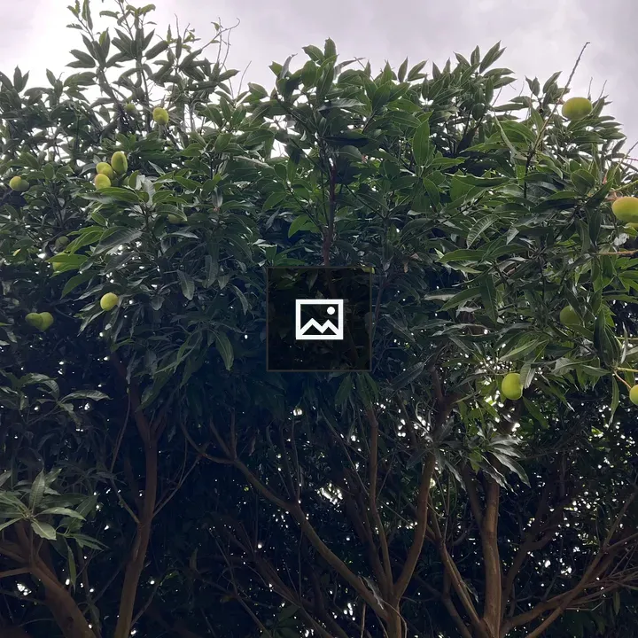 Top view of a mango tree