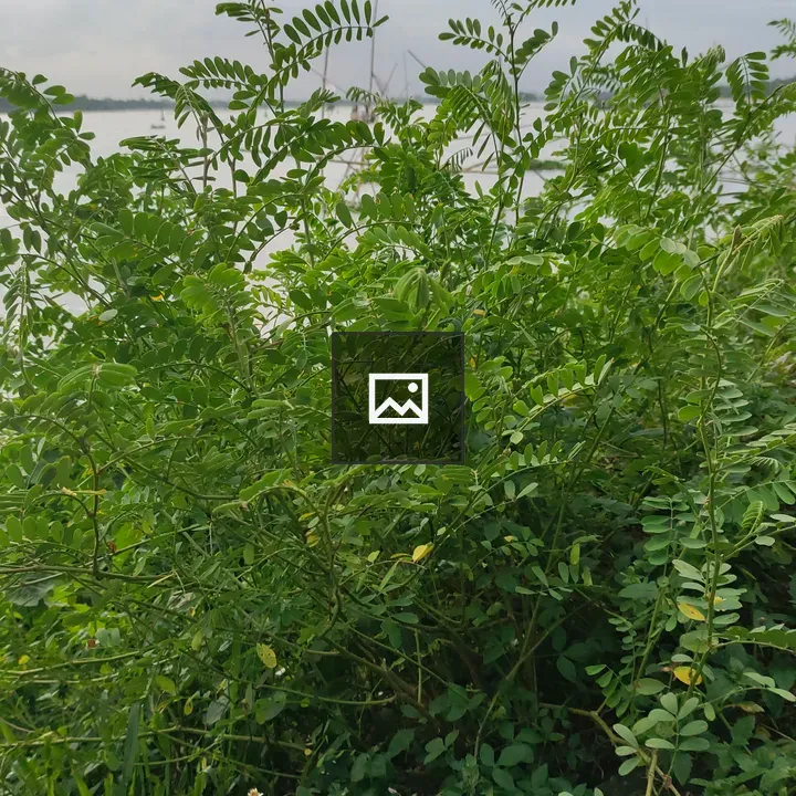 Lush Green Plant by Lake