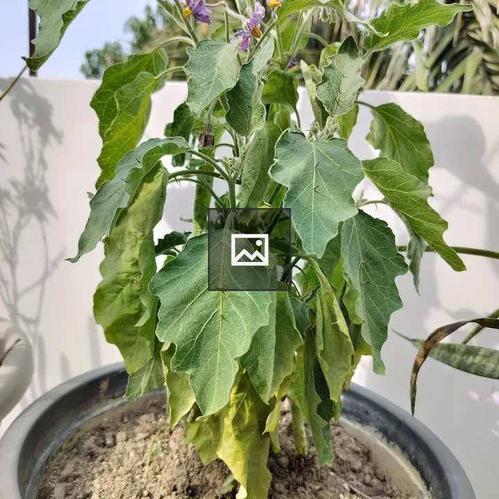 Eggplant plant in pot