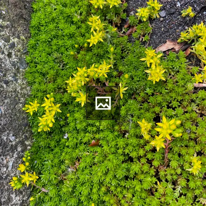 Koke Nature Close-up