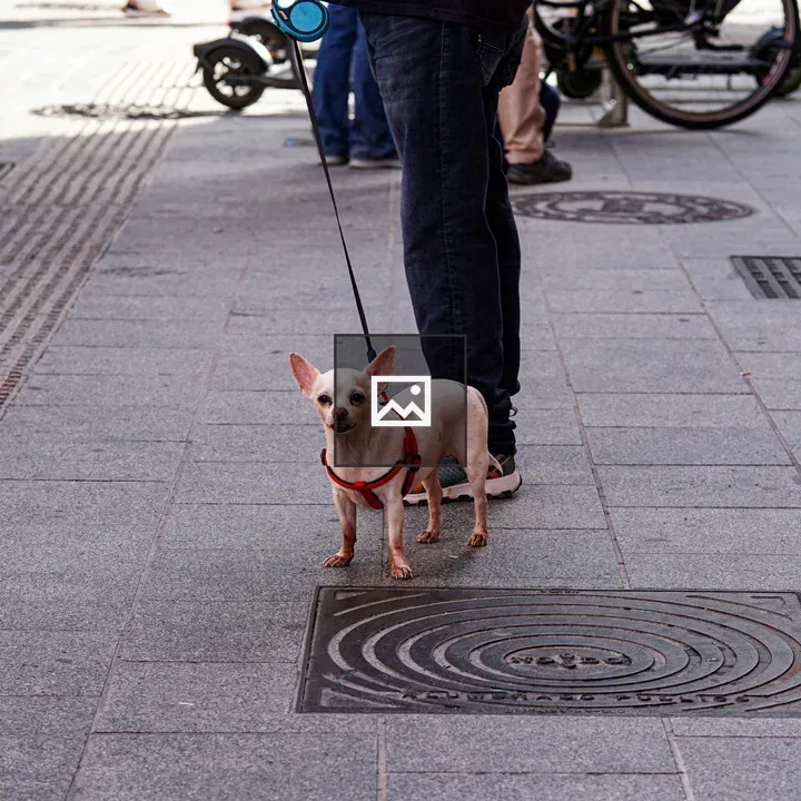 Beige Chihuahua with Red Harness