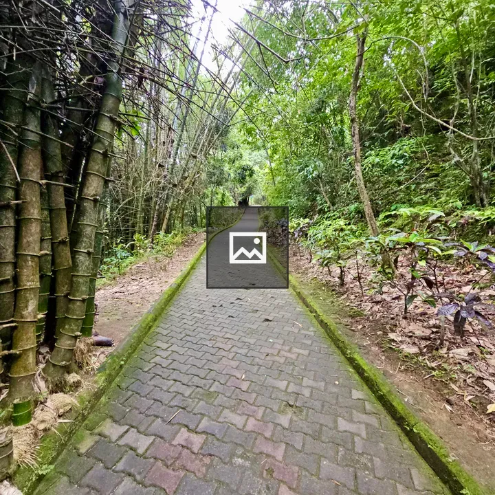 Forest walkway at Thusharagiri Falls