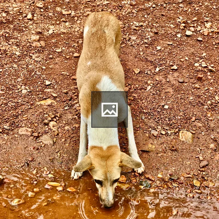 Street dog drinking water in Kollur
