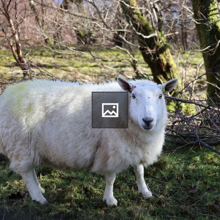White sheep with ear tag
