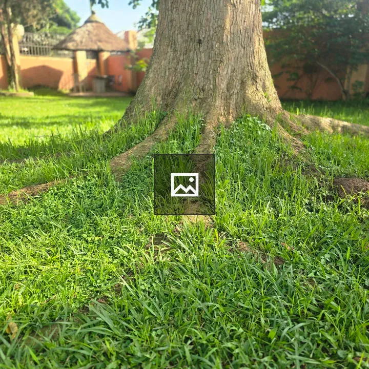 Close-up Tree Trunk with Roots