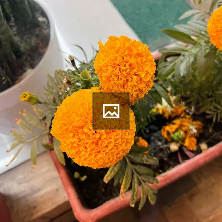 Two orange marigold flowers