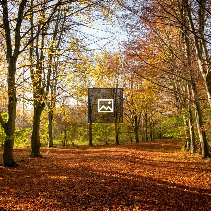 Autumn forest