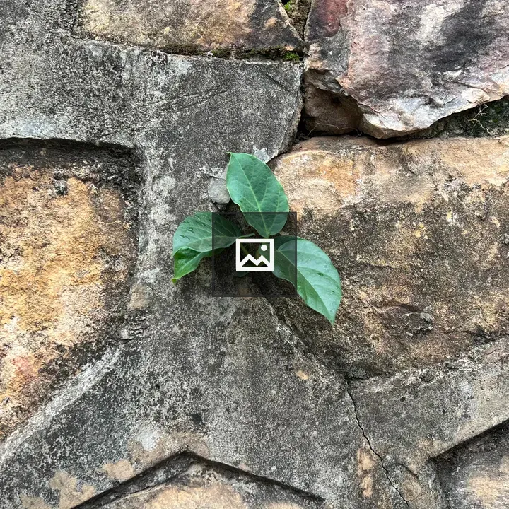 Green plant breaking through stone wall