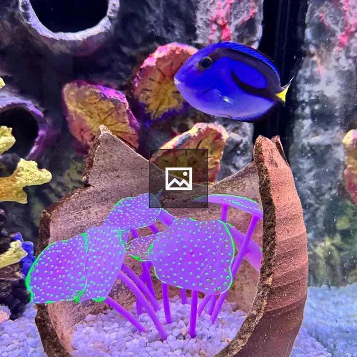 Blue tang above purple plant