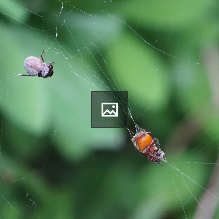Spider Web with Insects