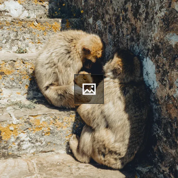Monkeys on Stone Steps
