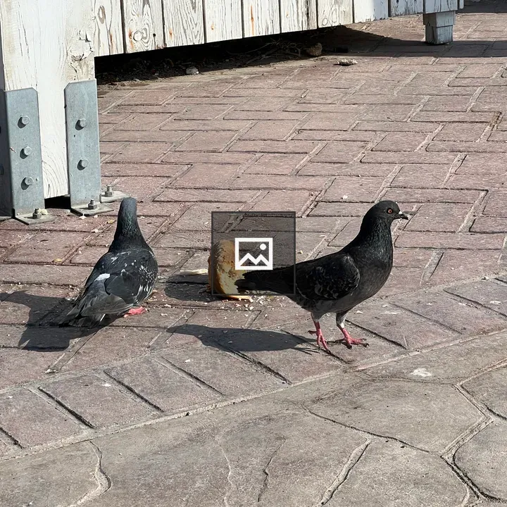 Pigeons Eating Bread on Sidewalk