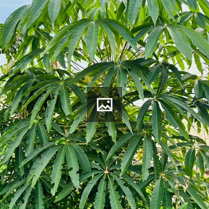 Tropical plant with palmate leaves