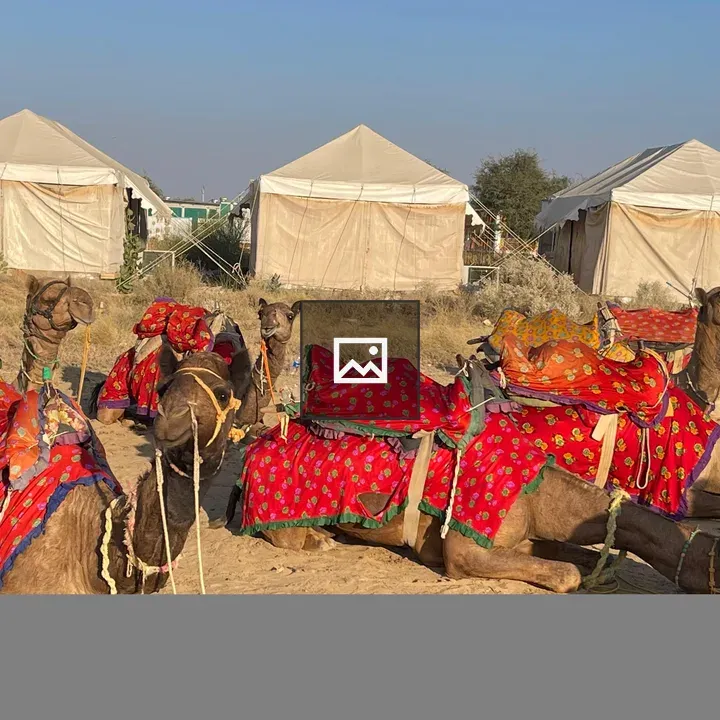 Camels resting by a tent