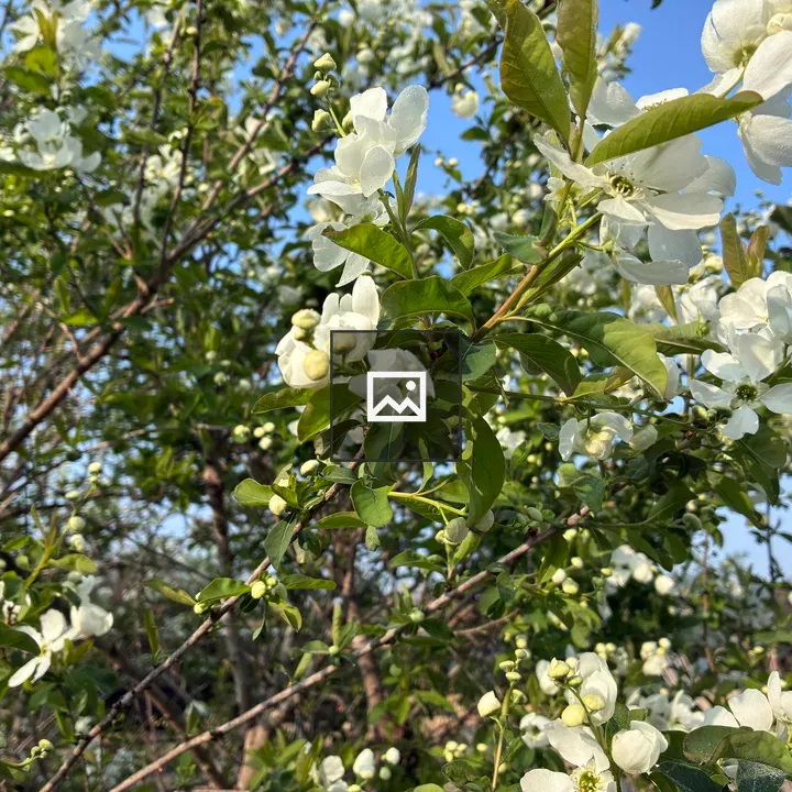 Flowering tree branch close-up