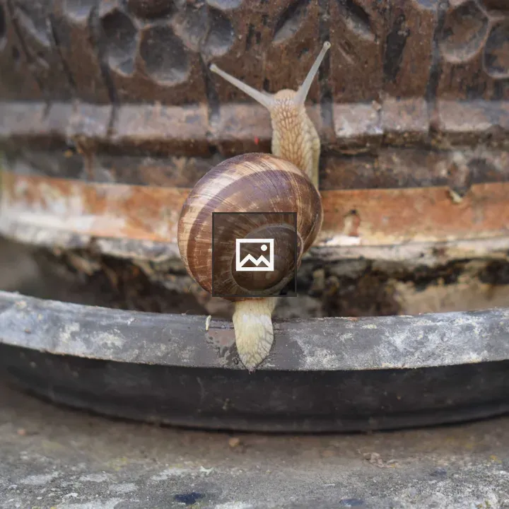 Snail on Flower Pot Edge