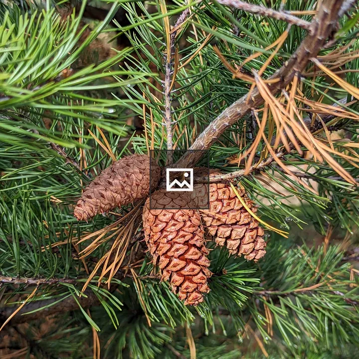 Pine Cones on Evergreen Tree