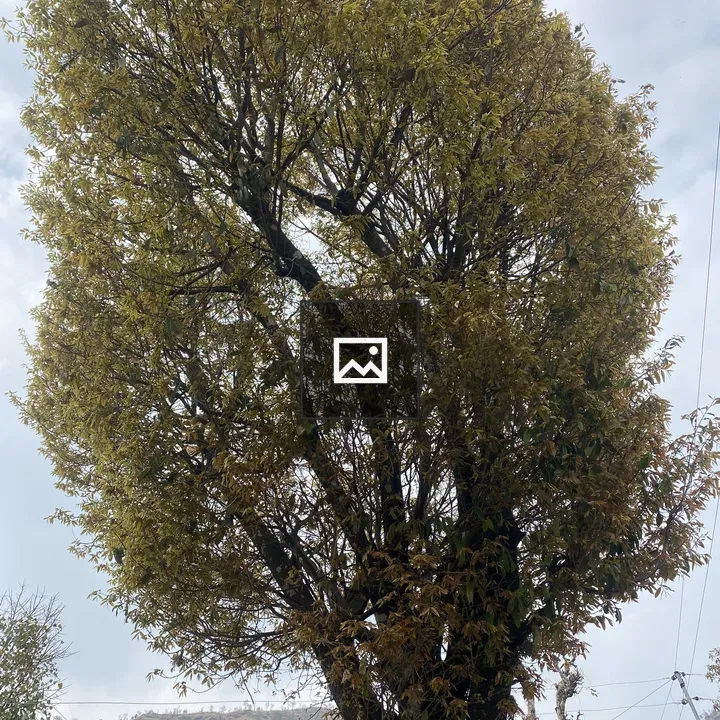 Tall tree in hilly landscape