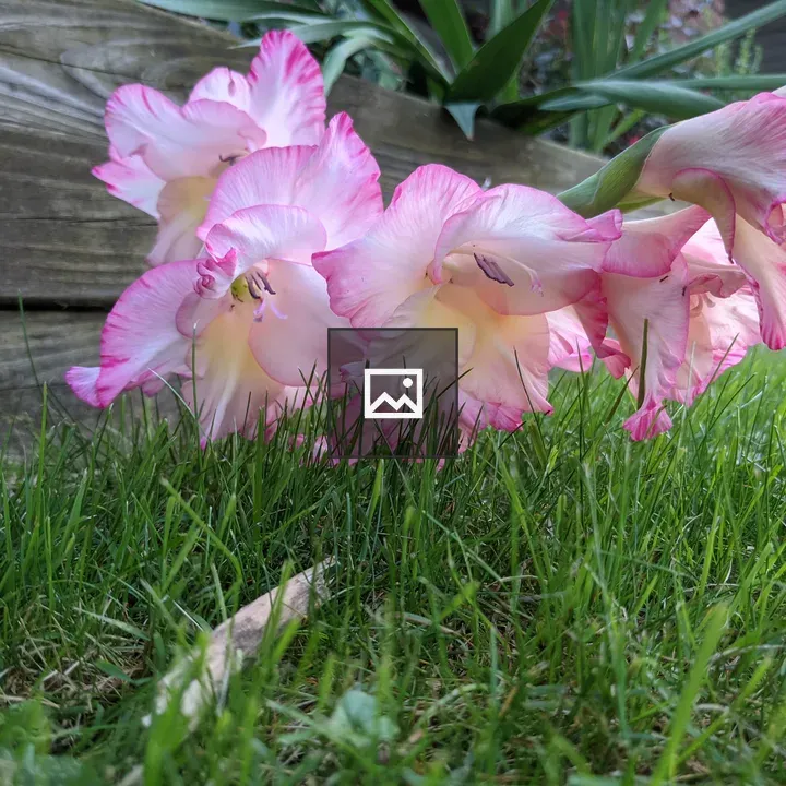 Two pink flowers