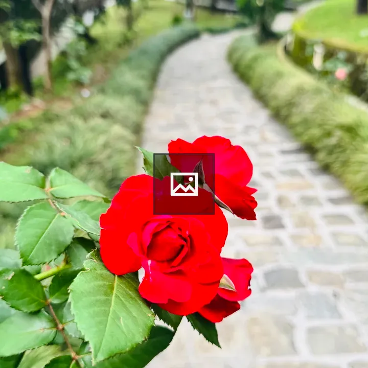 Red Roses Close-up