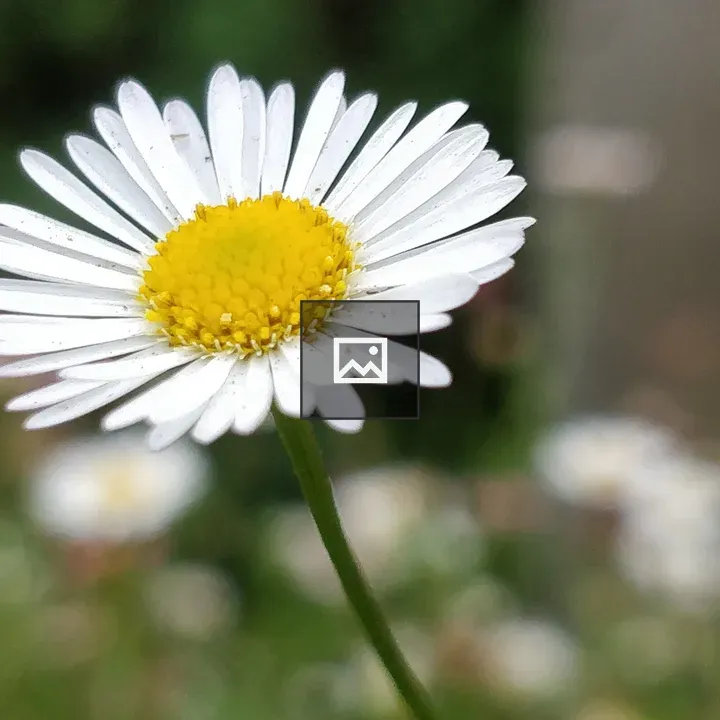 Tiny flower macro