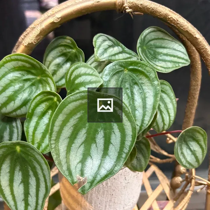 Close-up of green plant with glossy leaves