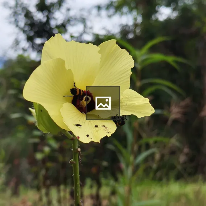 Yellow Flower with Red Center