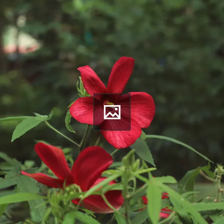 Vibrant red flower with green foliage