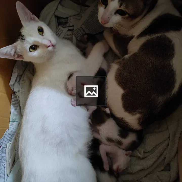 Cats and kittens
