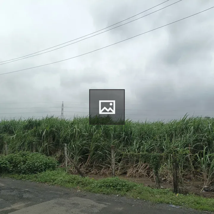 Sugarcane field under cloudy sky
