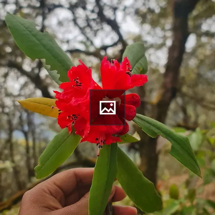 Rhododendron Flower Portrait