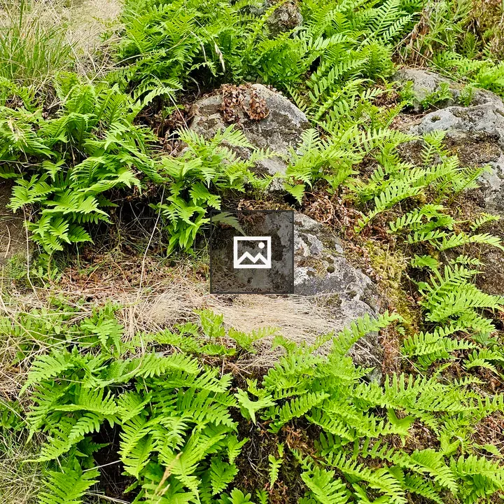 Ferns Among Rocks and Moss