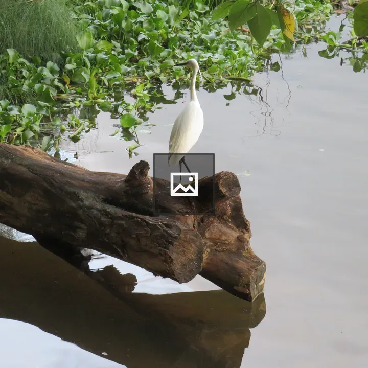 White egret on a dark log
