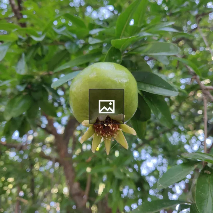 Green pomegranate on tree