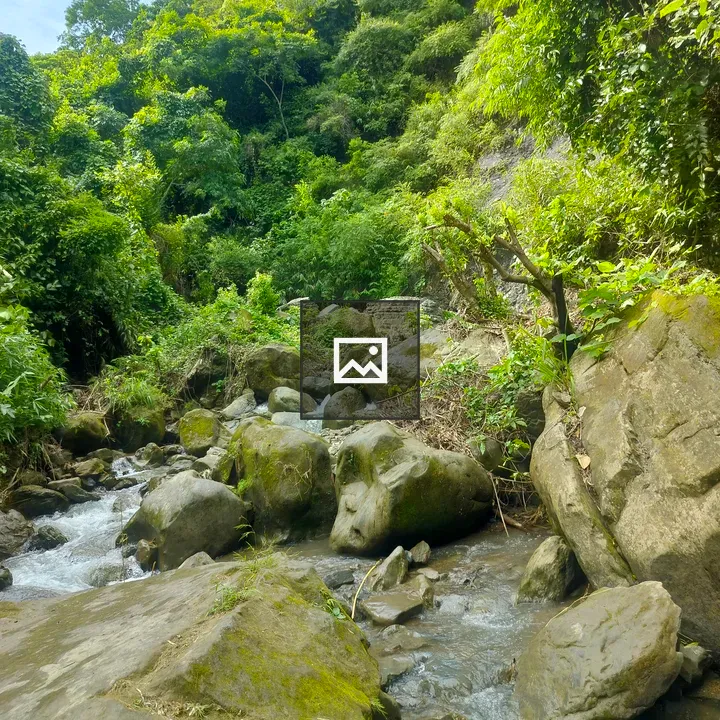 Rocky stream in green forest