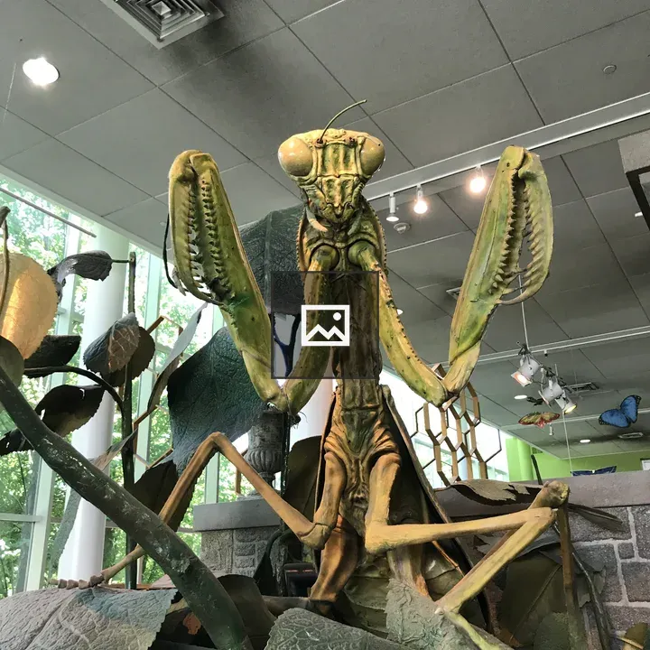 Praying Mantis Portrait