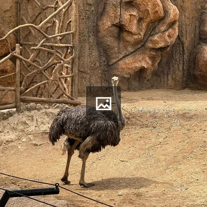 Ostrich in Sandy Enclosure