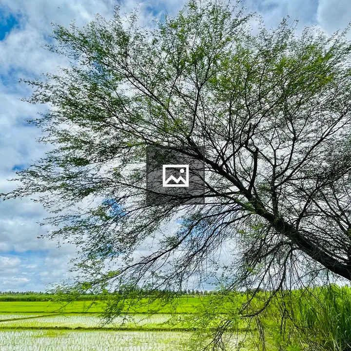 Paddy Fields in Karnataka