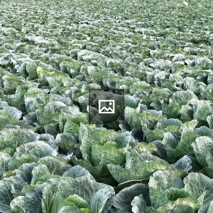 Cabbage Field Landscape