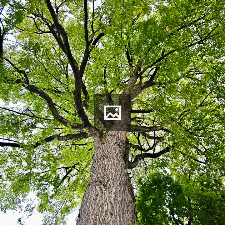 Towering tree with green canopy